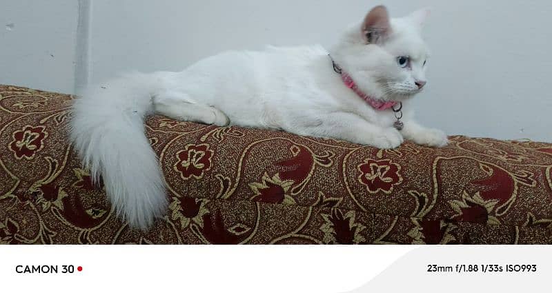 Pure Persian double coated blue eyes kitten 10
