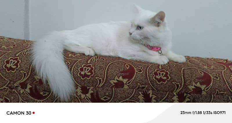 Pure Persian double coated blue eyes kitten 11