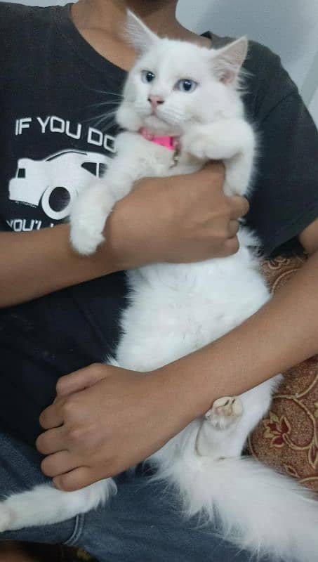 Pure Persian double coated blue eyes kitten 12