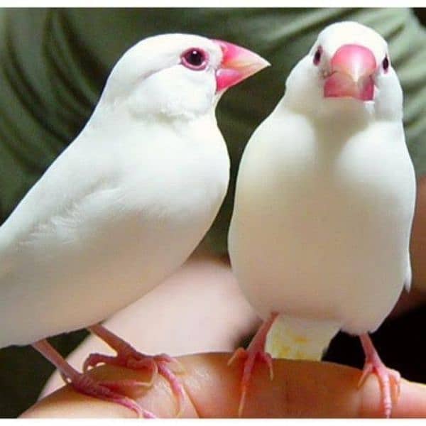 Jawa finch - White Gry Silver 0