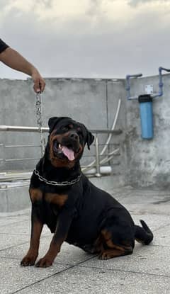 Pedigree
