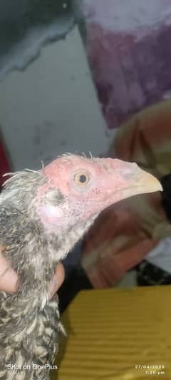 nnnnnnnn