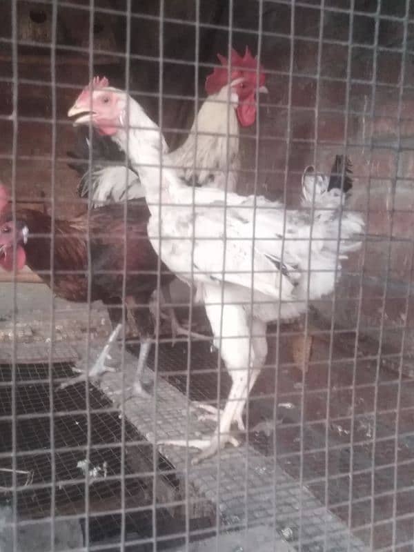 murgay or murgi for sale 1