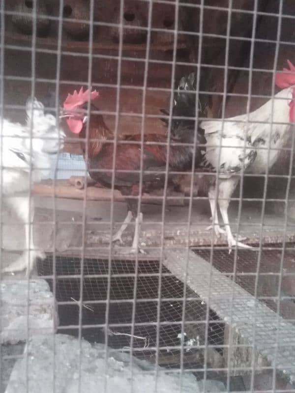 murgay or murgi for sale 2