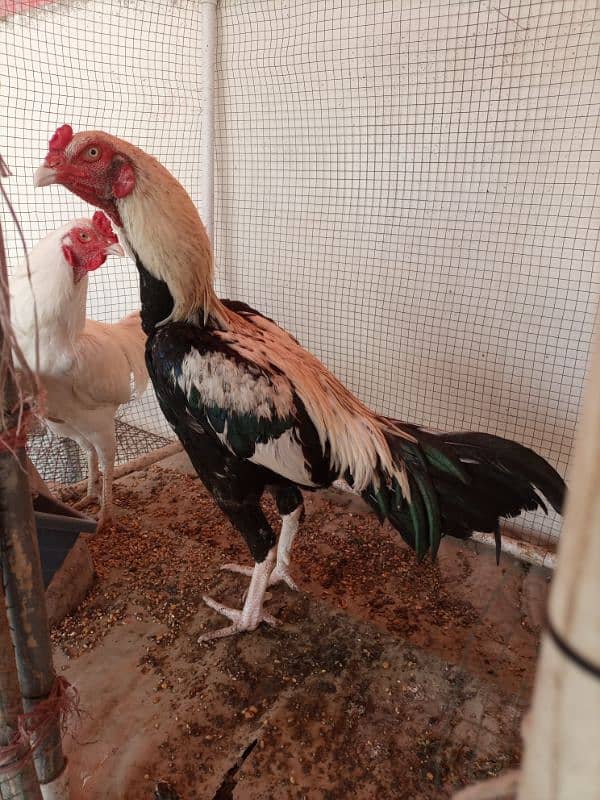 Java end Hera male available for sale 0