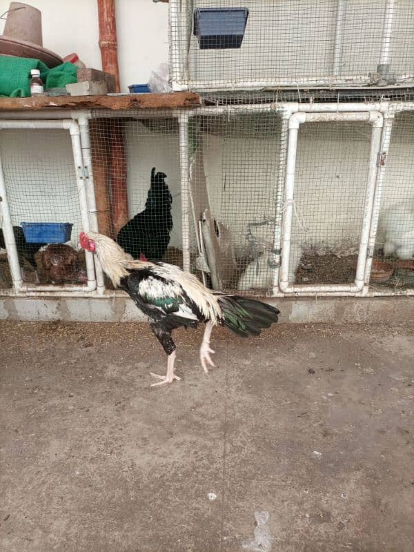 Java end Hera male available for sale 1