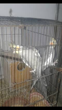 Cocktail for Sale