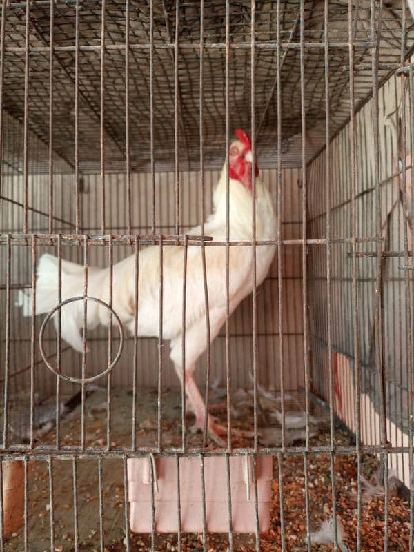 Java end Hera male available for sale 2