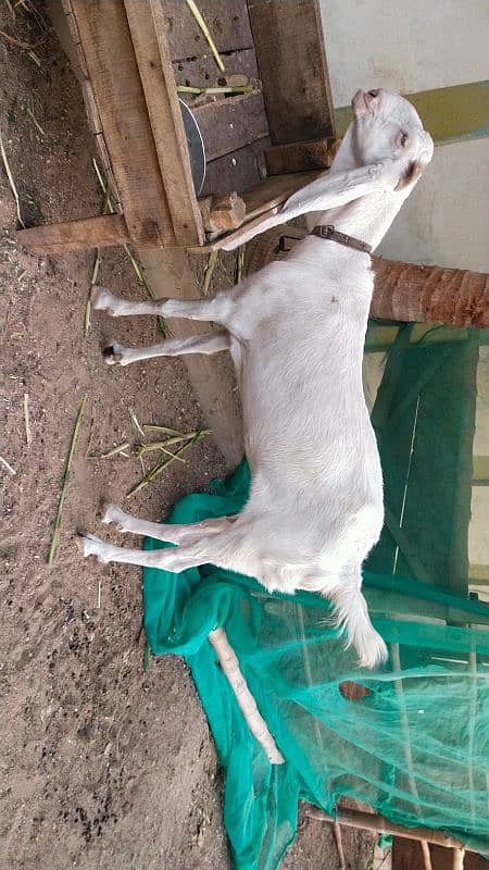 Gulabi Bakri 1