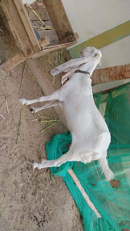 Gulabi Bakri 2