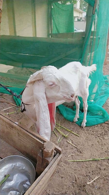 Gulabi Bakri 3