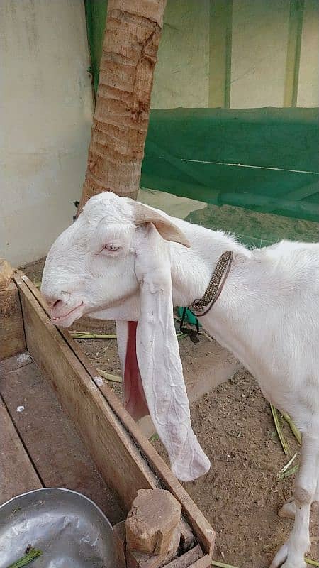Gulabi Bakri 0