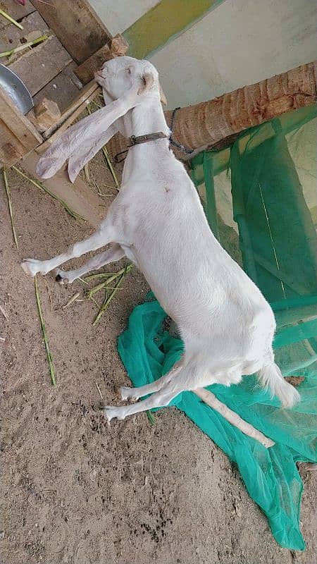 Gulabi Bakri 4