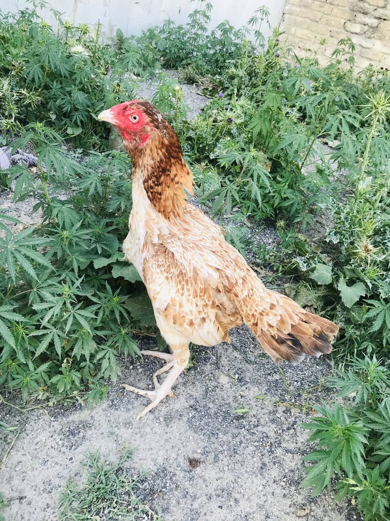 High Quality Aseel old bloodline Madi Available. Intrested person cnt 3