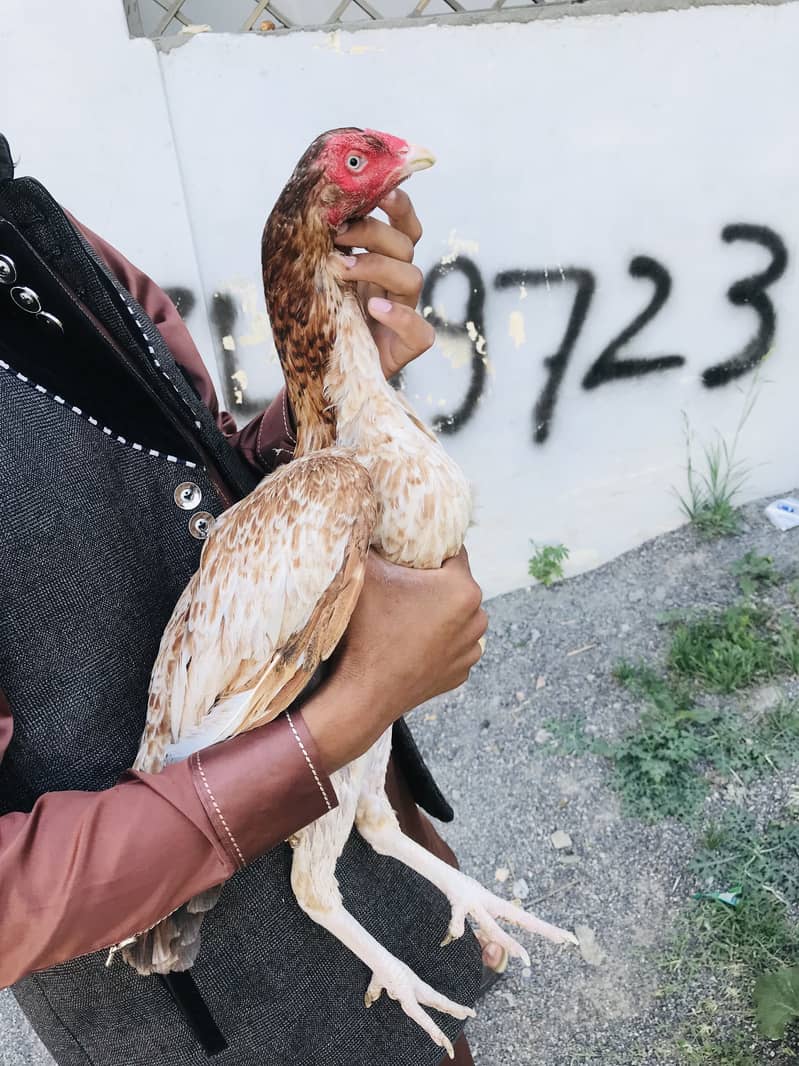 High Quality Aseel old bloodline Madi Available. Intrested person cnt 2