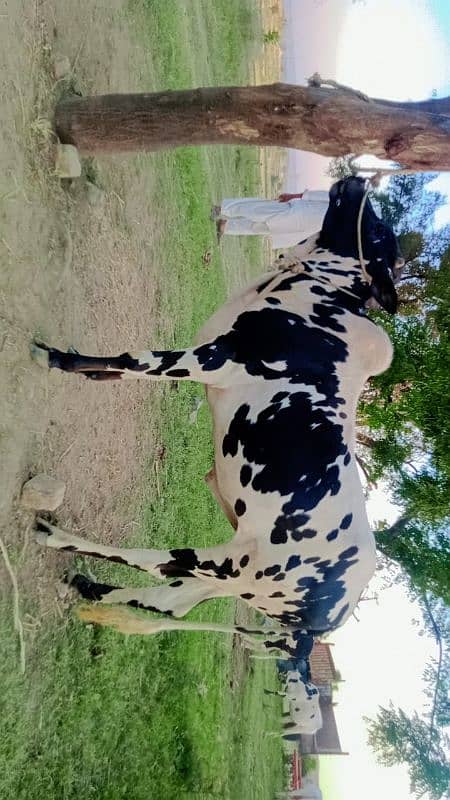 *Pure desi 2 Dant Bull For sell cntct whatsapp 03438022007 0