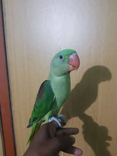 kasmiri pahari