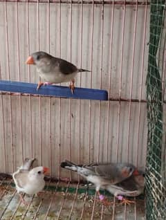 penguin finch