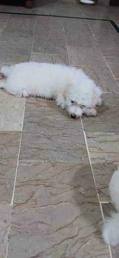 All For sale