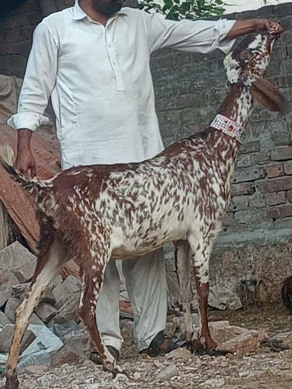 Betal Bakri Confram 3 Month ki 100 % Gaban Bakri 13