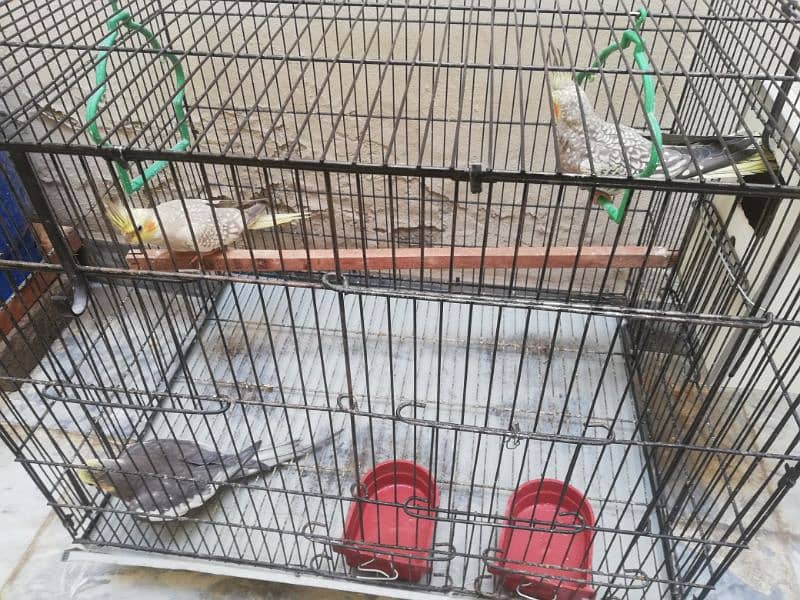 Cockatiel breeding pair with a male baby 0