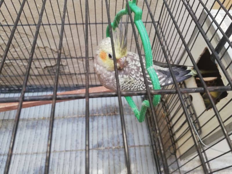 Cockatiel breeding pair with a male baby 1