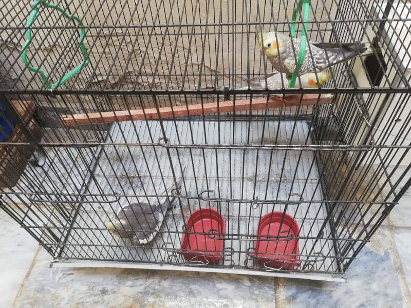 Cockatiel breeding pair with a male baby 2