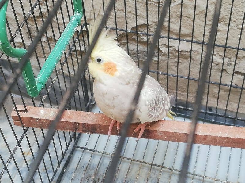 Cockatiel breeding pair with a male baby 3