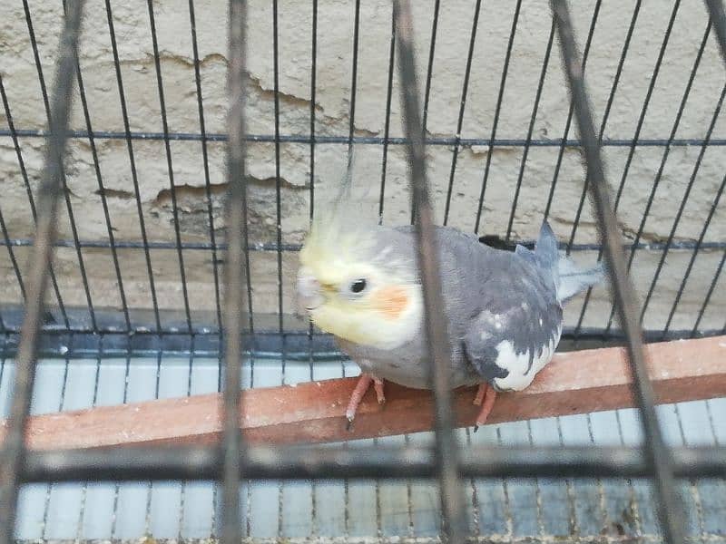 Cockatiel breeding pair with a male baby 4