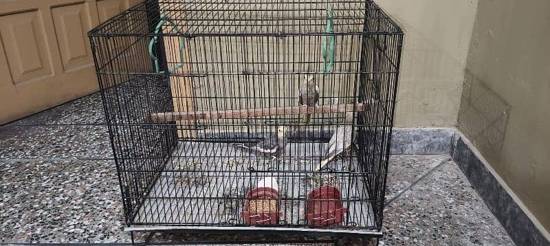 Cockatiel breeding pair with a male baby 5