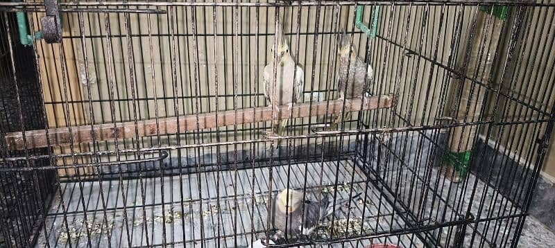 Cockatiel breeding pair with a male baby 6