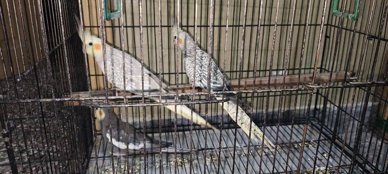 Cockatiel breeding pair with a male baby 7