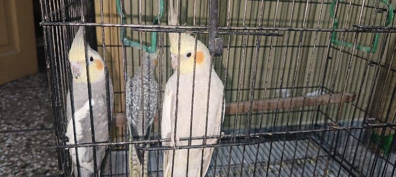 Cockatiel breeding pair with a male baby 8