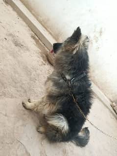Trained  Germany Shepherd
