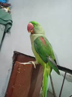 parrot