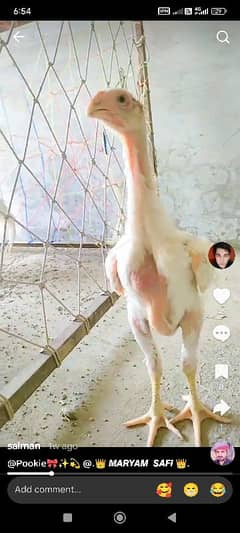 best o Shamo granted buche mother father video moje hi