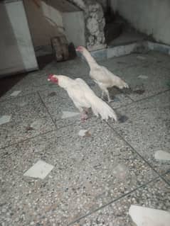 Heera