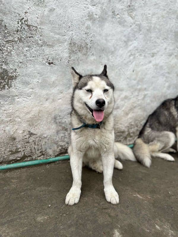 husky pair 1