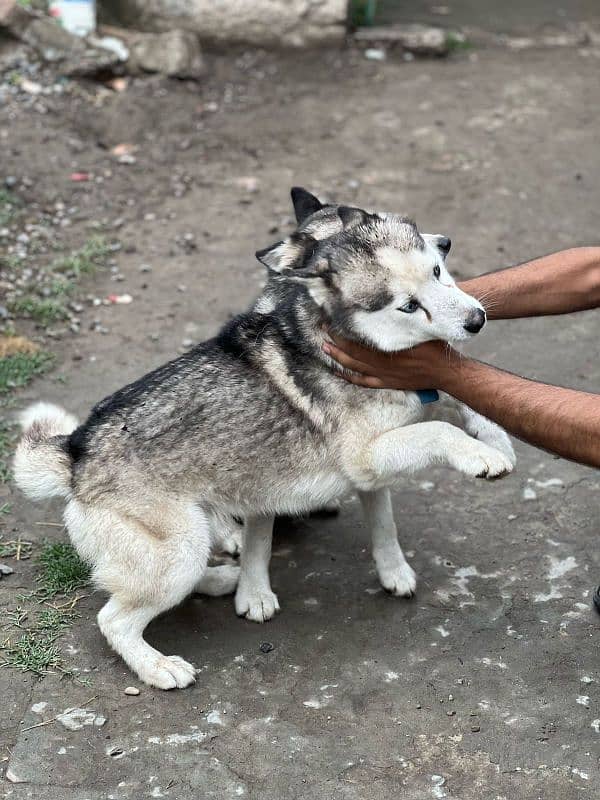 husky pair 2
