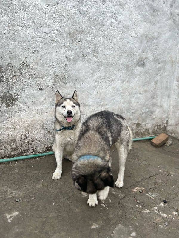 husky pair 3