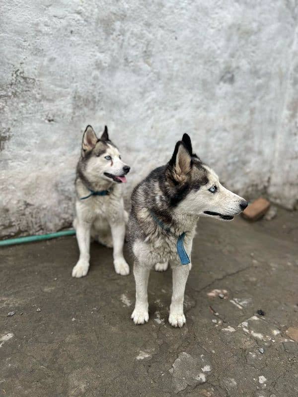 husky pair 5