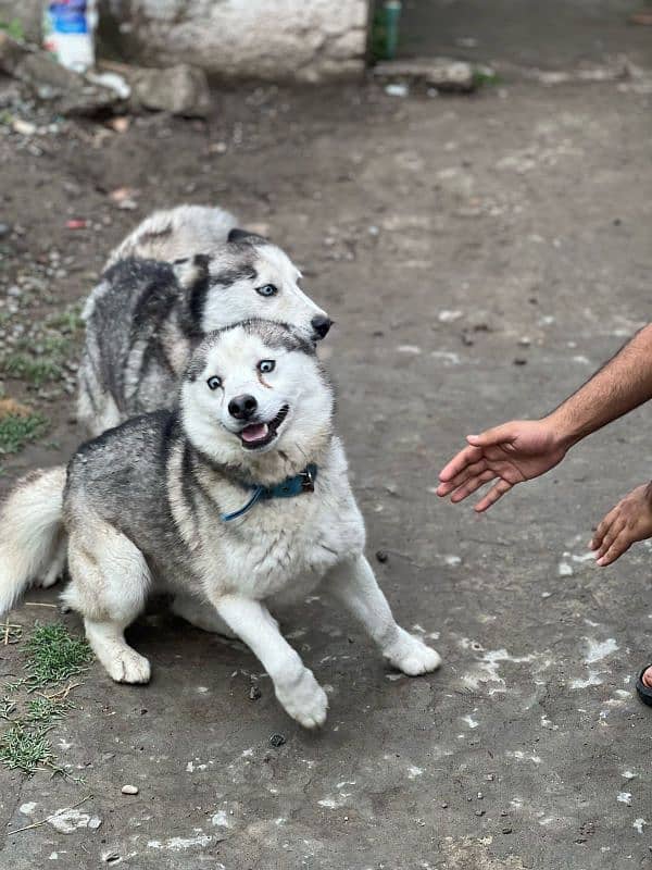 husky pair 0
