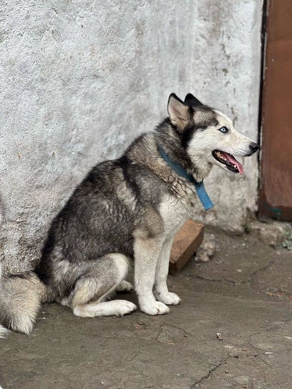 husky pair 6