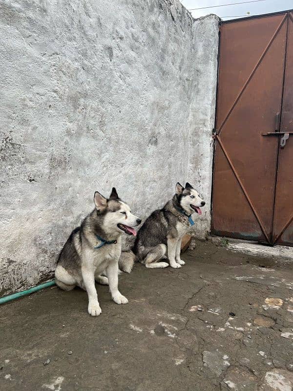 husky pair 7
