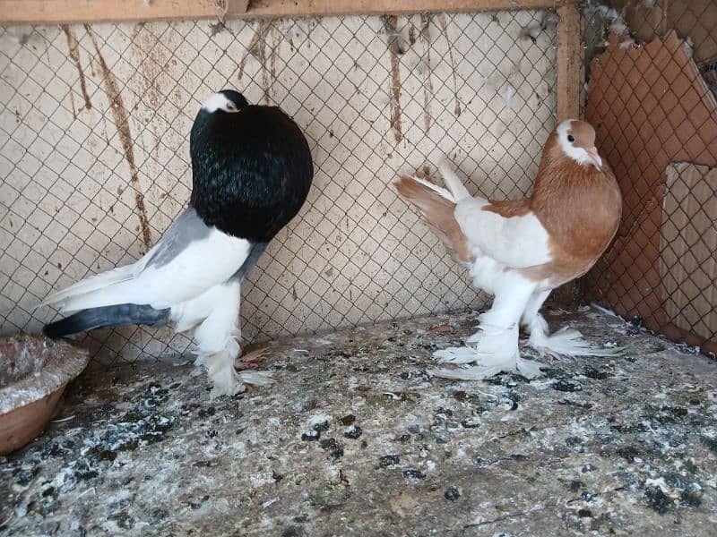 Rs 12000,magpie breeder pair , Rs 9000frill breeder pair garranty pair 0