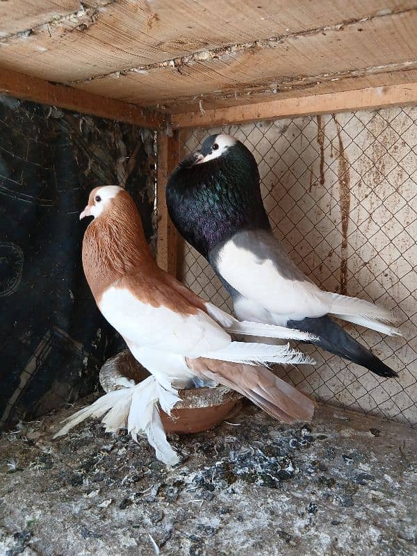 Rs 12000,magpie breeder pair , Rs 9000frill breeder pair garranty pair 1