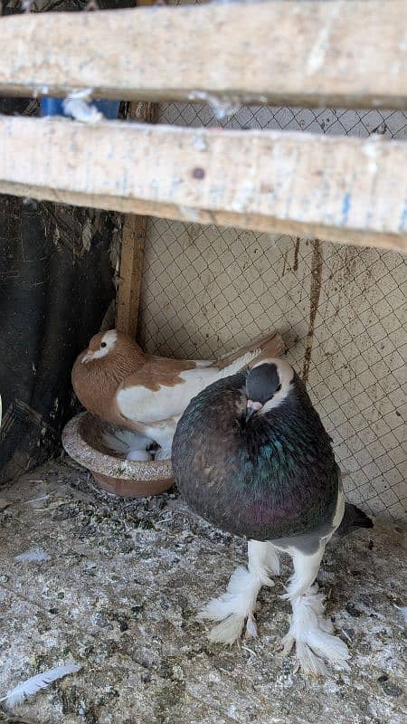 Rs 12000,magpie breeder pair , Rs 9000frill breeder pair garranty pair 2