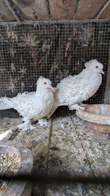 Rs 12000,magpie breeder pair , Rs 9000frill breeder pair garranty pair 4