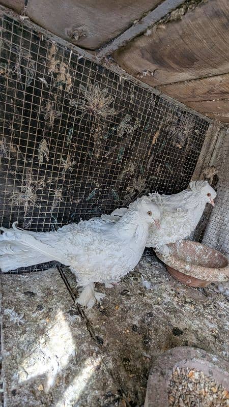 Rs 12000,magpie breeder pair , Rs 9000frill breeder pair garranty pair 5