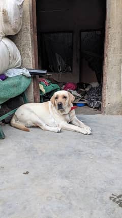 Labrador name charlie